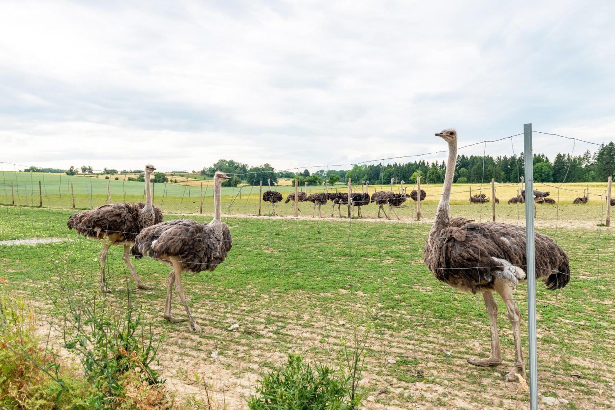 Beutenmuehle Straussenfarm Dach Owingen Exteriör bild