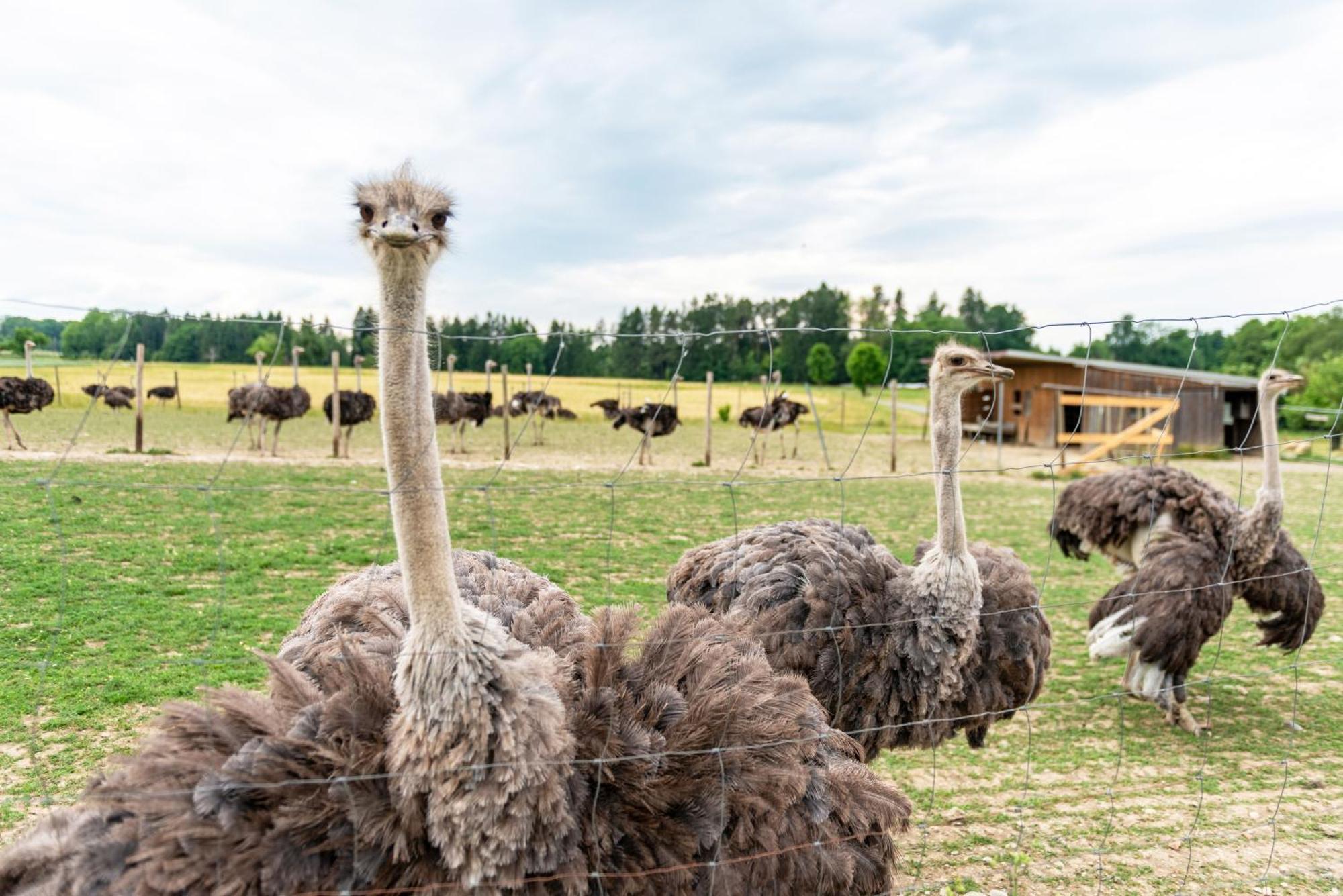 Beutenmuehle Straussenfarm Dach Owingen Exteriör bild