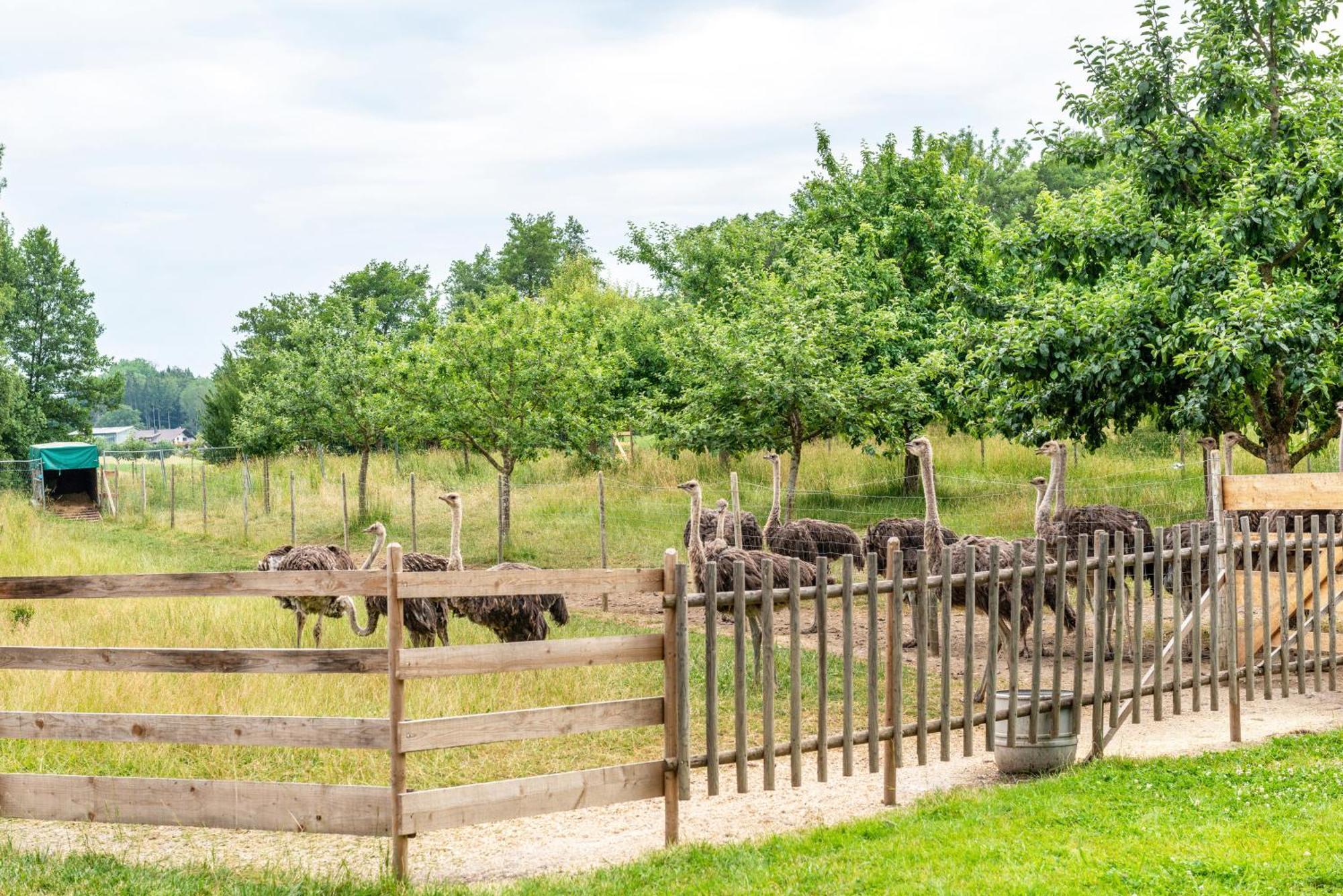 Beutenmuehle Straussenfarm Dach Owingen Exteriör bild